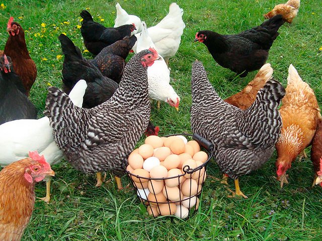 Содержание кур и уход за ними | ЗооТом - продажа, вязка и услуги для животных в Красково