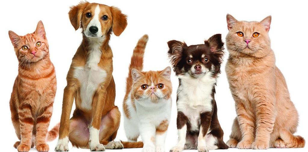 Доска объявлений о животных | ЗооТом - продажа, вязка и услуги для животных в Красково