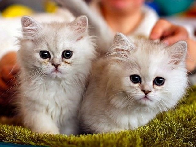 Породы кошек в Красково | ЗооТом портал о животных