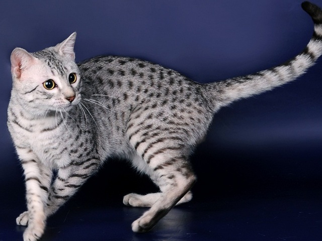 Породы кошек в Красково | ЗооТом портал о животных