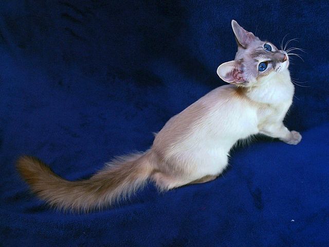 Выведенные породы кошек в Красково | ЗооТом портал о животных