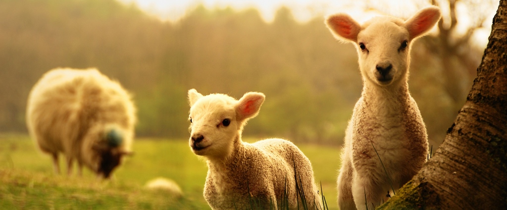 Объявления о сельскохозяйственных животных | ЗооТом - продажа, вязка и услуги для животных в Красково