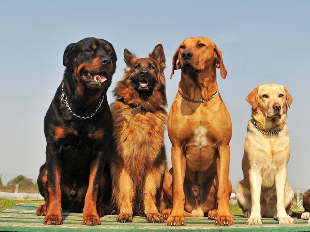 Крупные породы собак в Красково | ЗооТом портал о животных